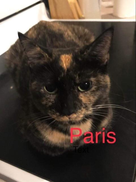 Paris, an adoptable Domestic Short Hair in Ballwin, MO, 63011 | Photo Image 2