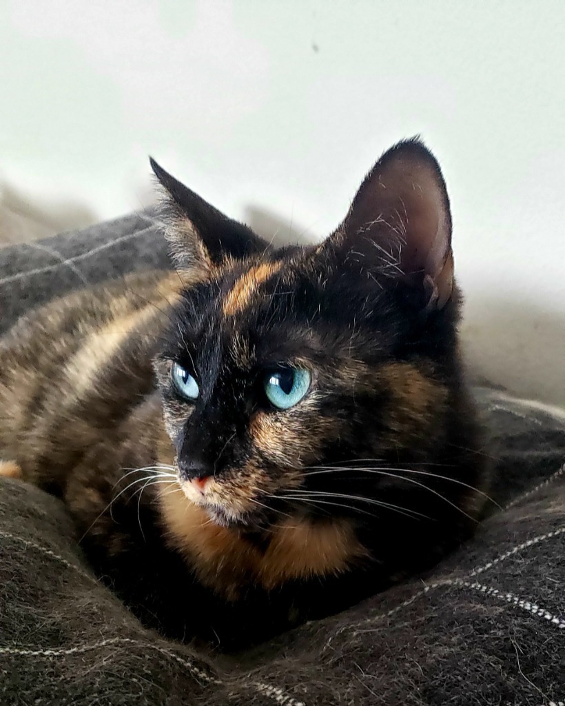 Paris, an adoptable Domestic Short Hair in Ballwin, MO, 63011 | Photo Image 3