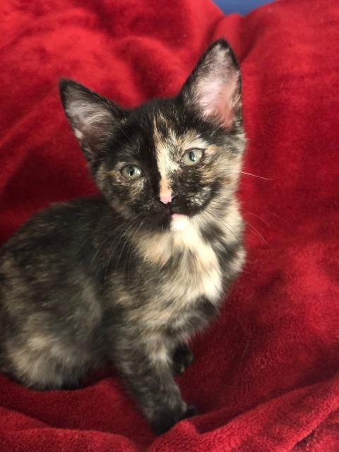 Kaya, an adoptable Domestic Short Hair in Ballwin, MO, 63011 | Photo Image 1