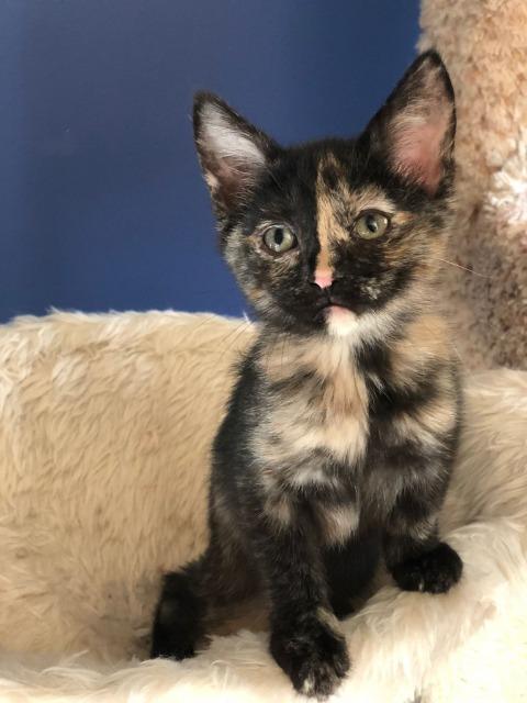 Kaya, an adoptable Domestic Short Hair in Ballwin, MO, 63011 | Photo Image 2