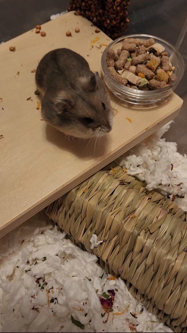 Petfinder hamsters best sale