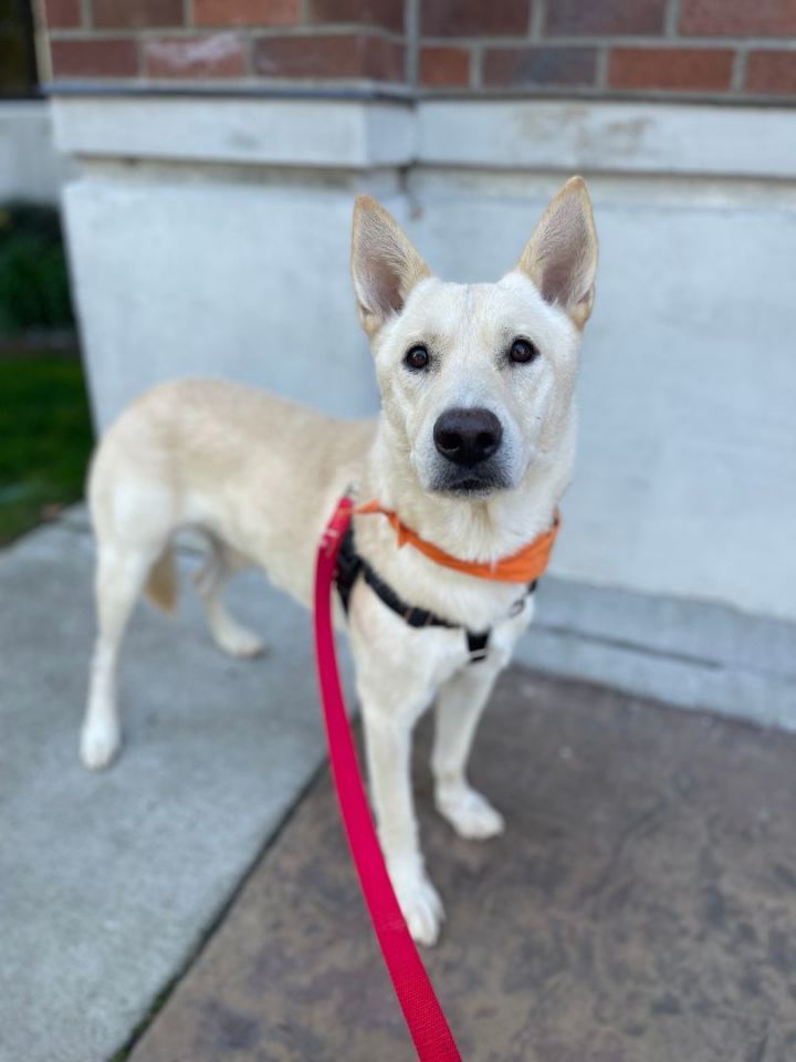 Jindo shepherd store