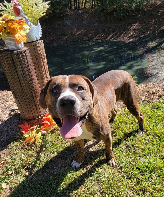 Bluto (k&k), an adoptable Boxer, American Bulldog in Halifax, NS, B3J 3A5 | Photo Image 1