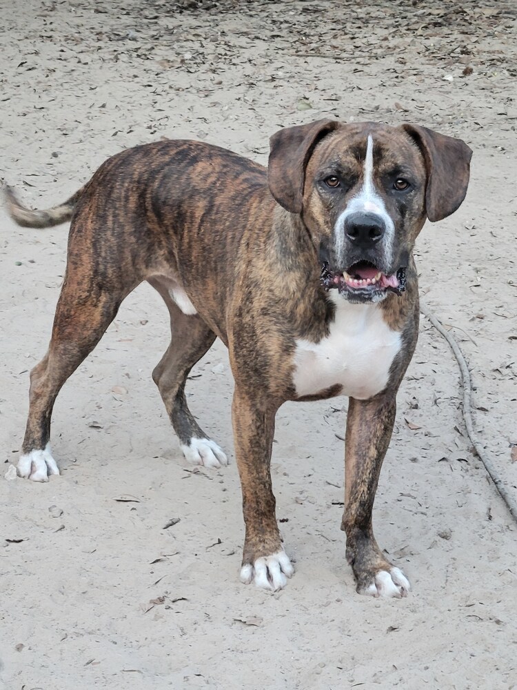 Bluto (k&k), an adoptable Boxer, American Bulldog in Halifax, NS, B3J 3A5 | Photo Image 2