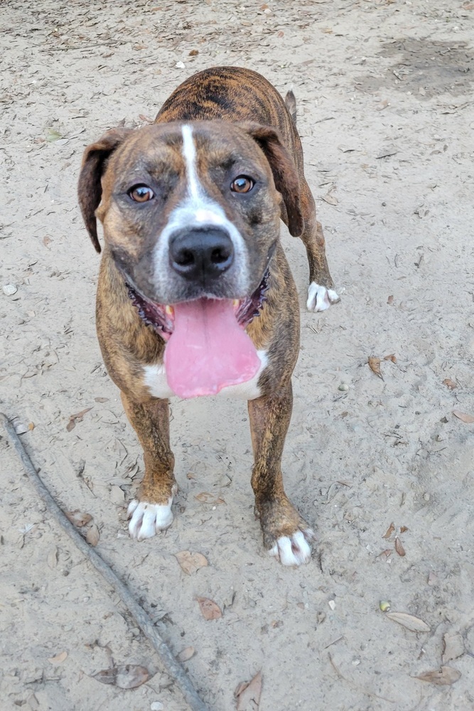 Bluto (k&k), an adoptable Boxer, American Bulldog in Halifax, NS, B3J 3A5 | Photo Image 2