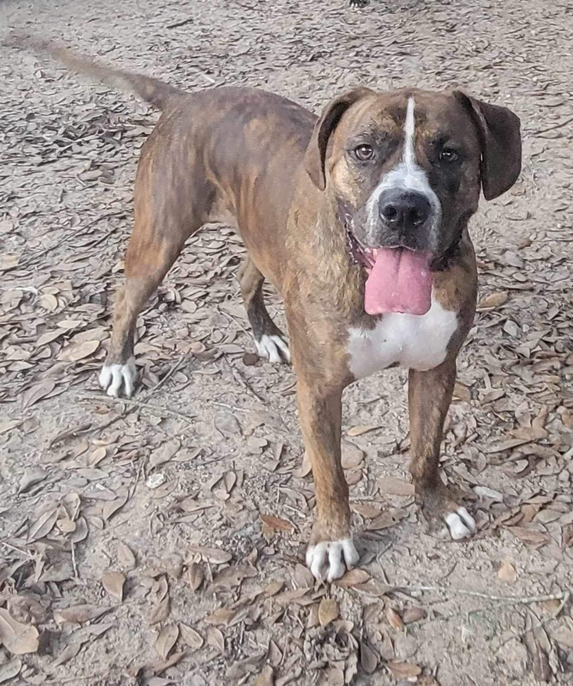 Bluto (k&k), an adoptable Boxer, American Bulldog in Halifax, NS, B3J 3A5 | Photo Image 3