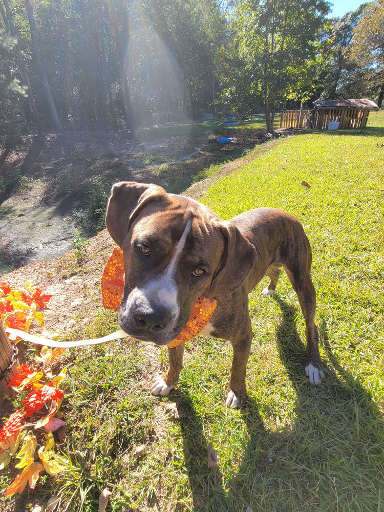Bluto (k&k), an adoptable Boxer, American Bulldog in Halifax, NS, B3J 3A5 | Photo Image 4