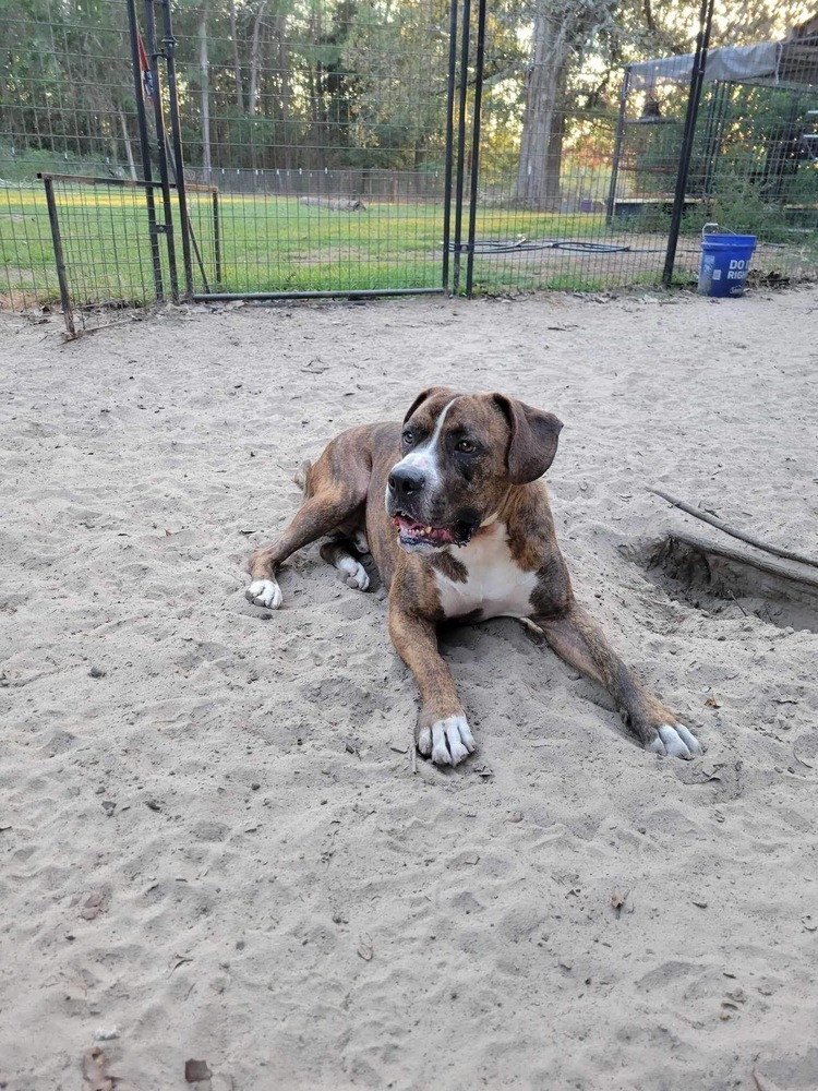 Bluto (k&k), an adoptable Boxer, American Bulldog in Halifax, NS, B3J 3A5 | Photo Image 5