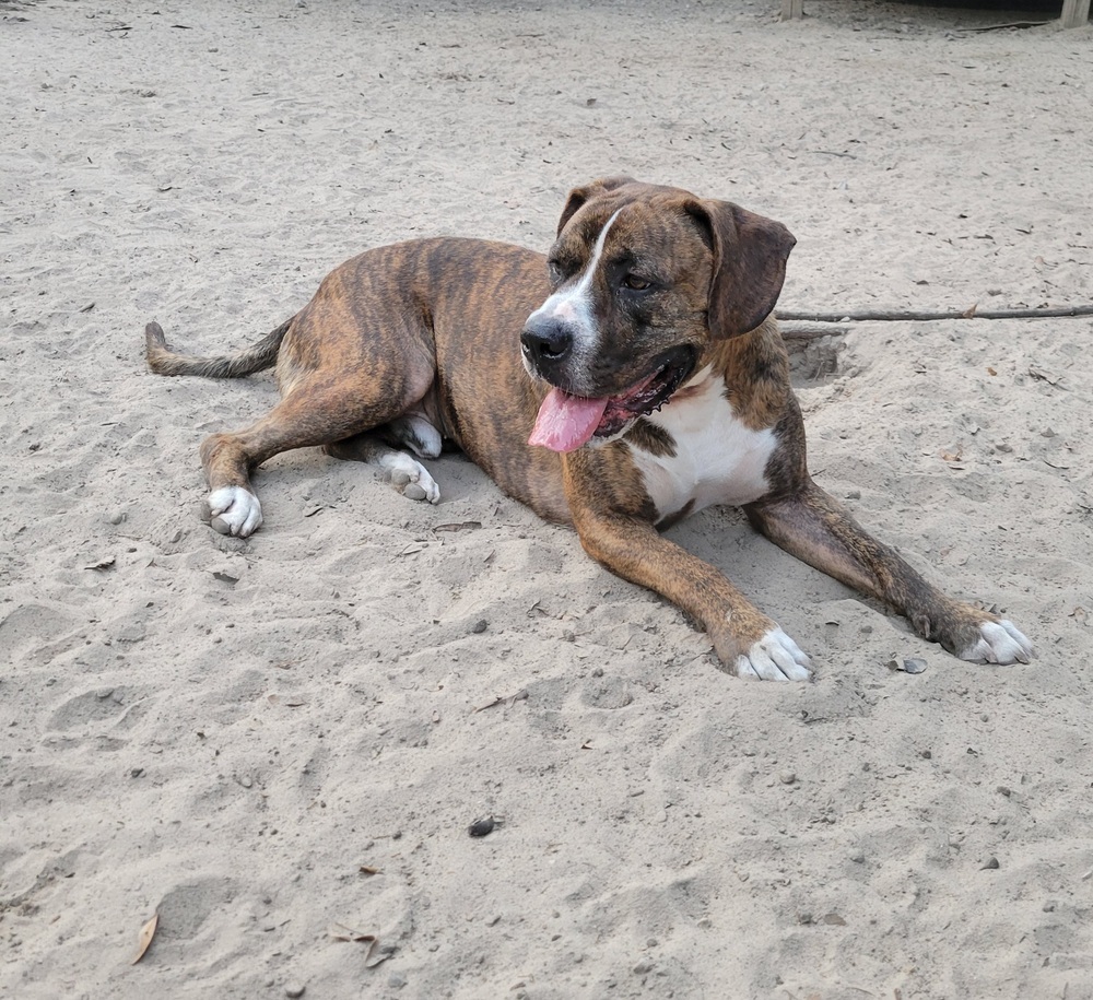 Bluto (k&k), an adoptable Boxer, American Bulldog in Halifax, NS, B3J 3A5 | Photo Image 6