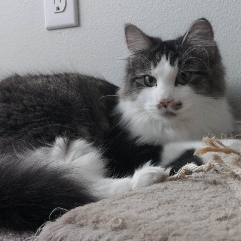 El Toro Loco Richins, an adoptable Domestic Medium Hair in Eagle Mountain, UT, 84005 | Photo Image 2