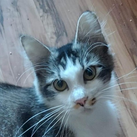 El Toro Loco Richins, an adoptable Domestic Medium Hair in Eagle Mountain, UT, 84005 | Photo Image 3