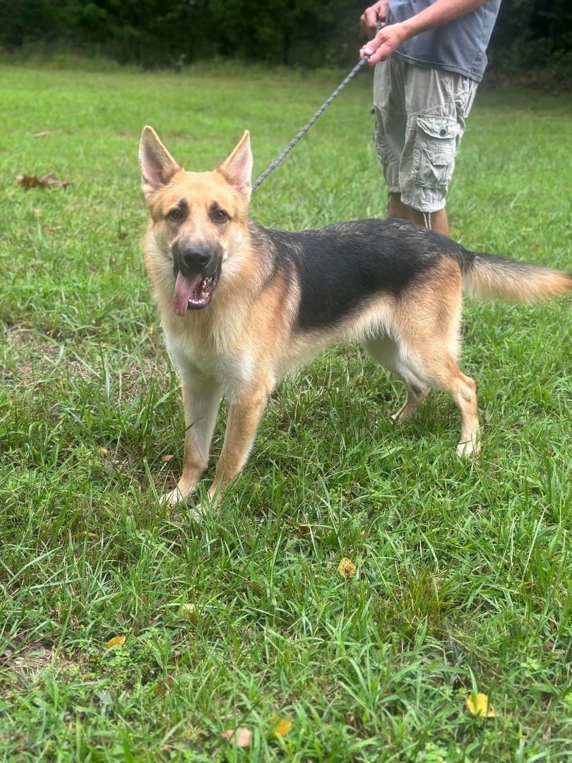 dog-for-adoption-winchester-a-german-shepherd-dog-in-antioch-tn