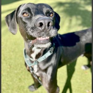 Dog for adoption - Hank, a Mixed Breed in Sarasota, FL