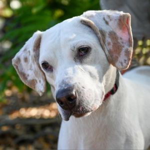 Dog for adoption - Hank, a Mixed Breed in Sarasota, FL