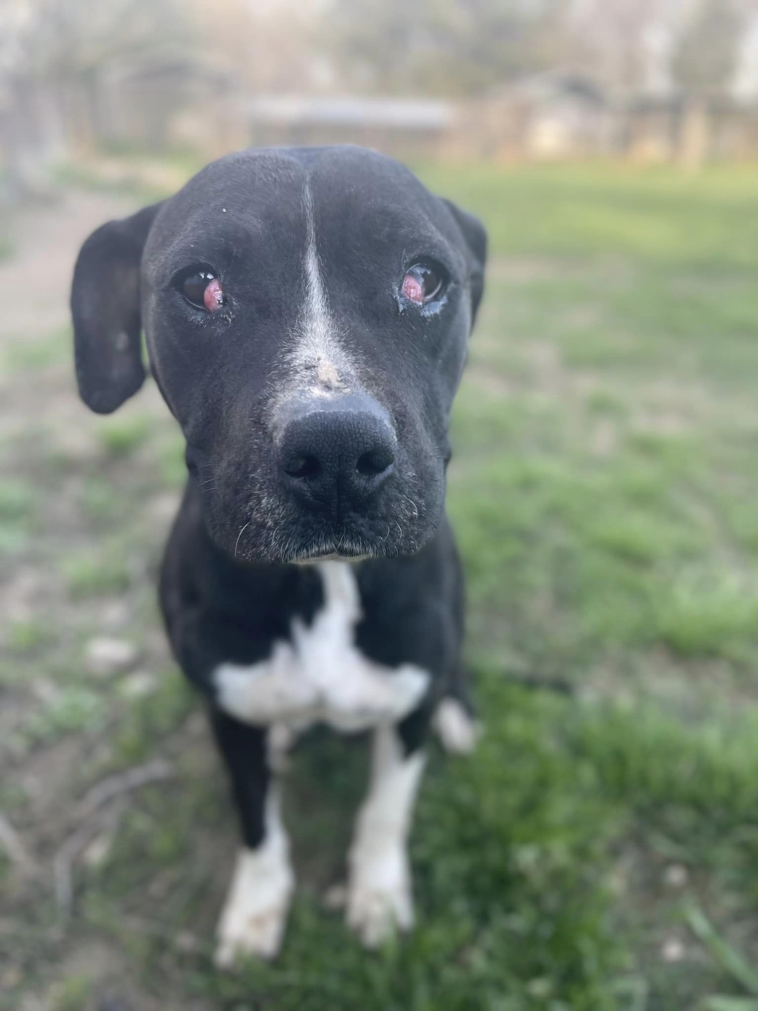 DOLLY