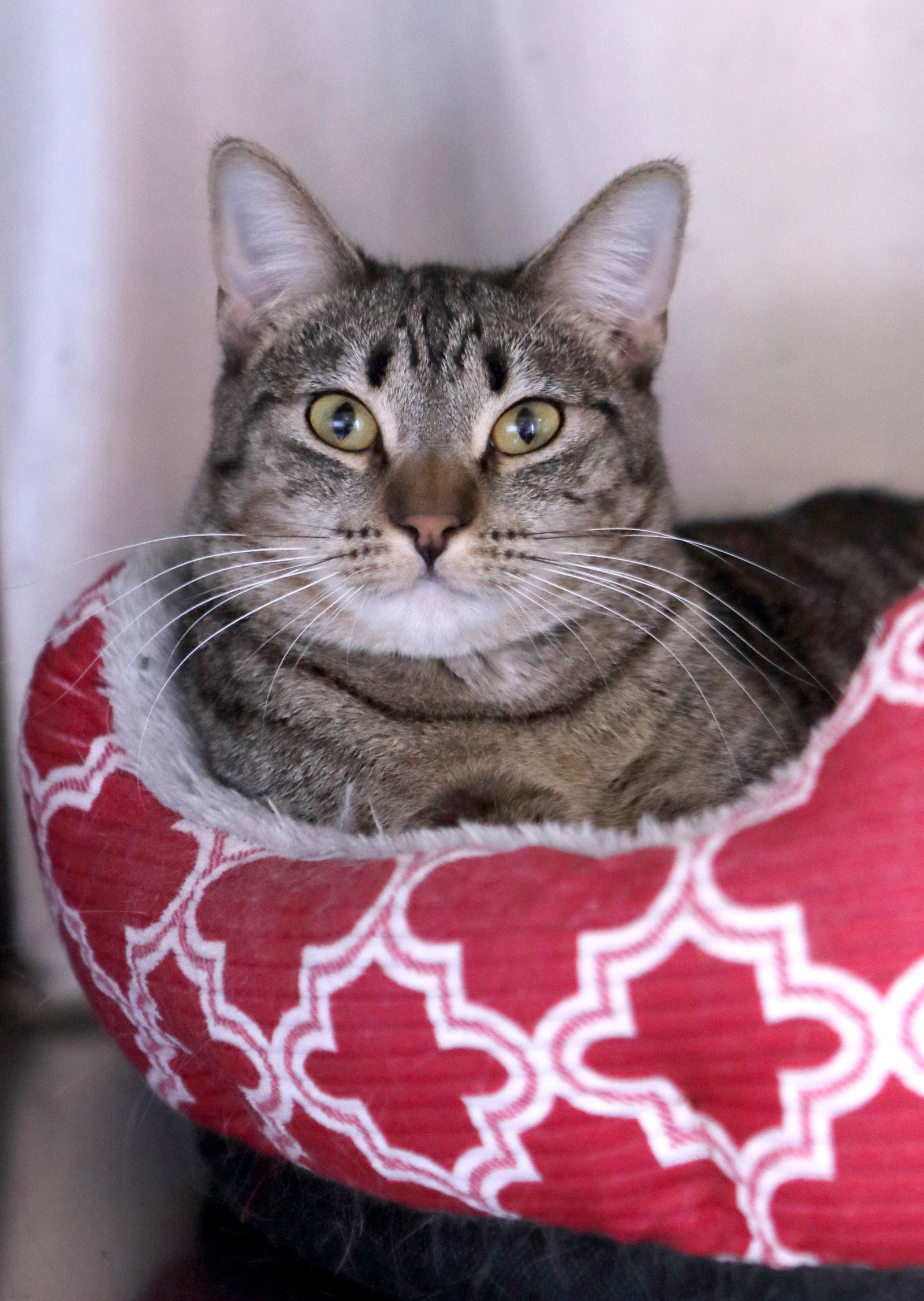 Alex, an adoptable Domestic Short Hair, Tiger in Austin, MN, 55912 | Photo Image 1