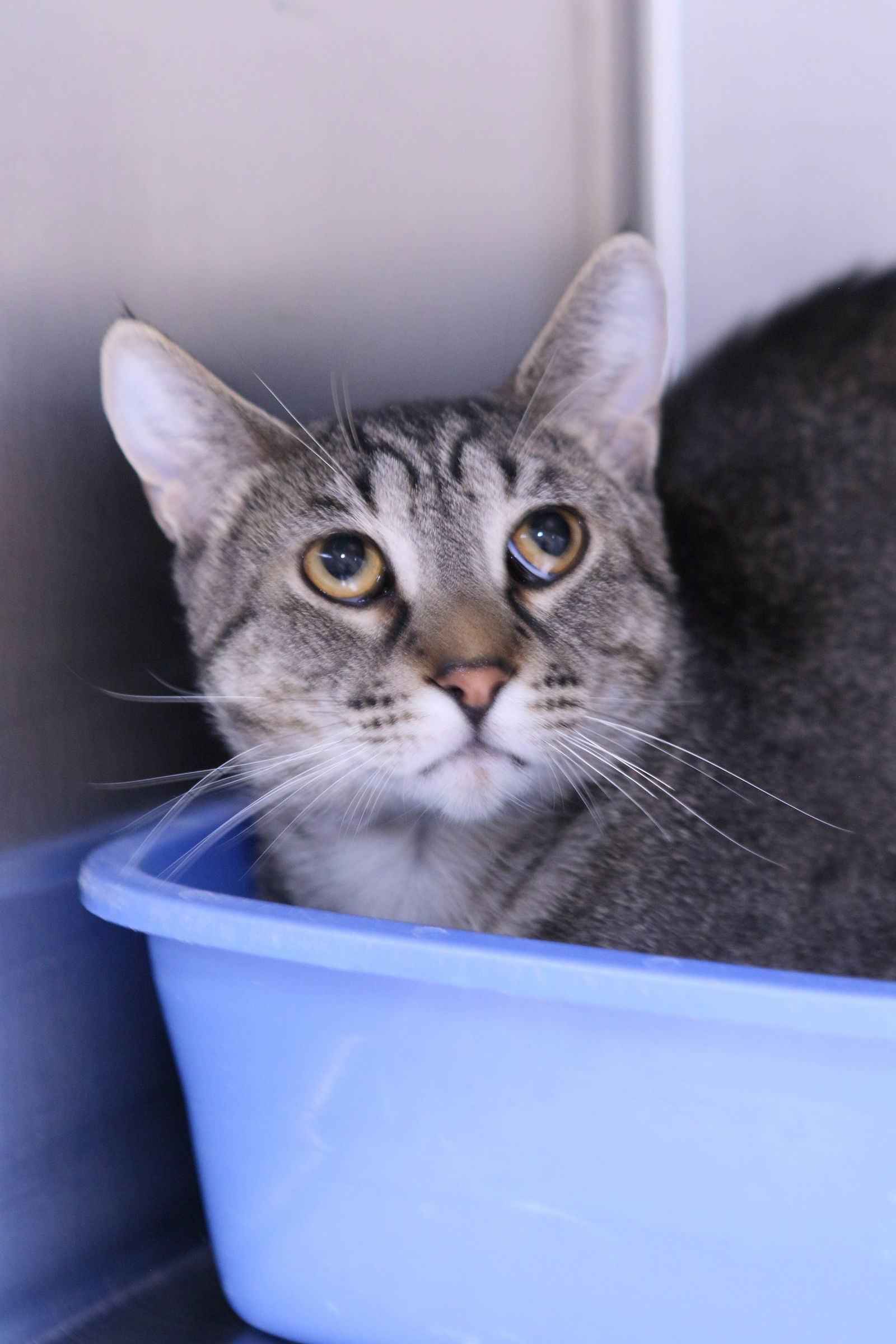 Alex, an adoptable Domestic Short Hair, Tiger in Austin, MN, 55912 | Photo Image 2