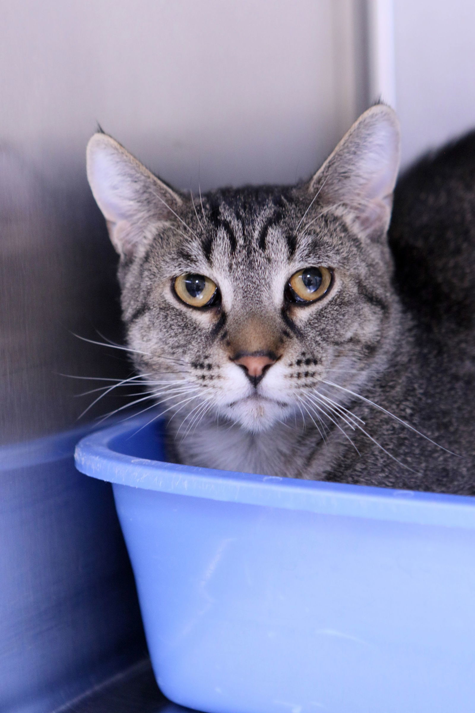 Alex, an adoptable Domestic Short Hair, Tiger in Austin, MN, 55912 | Photo Image 3