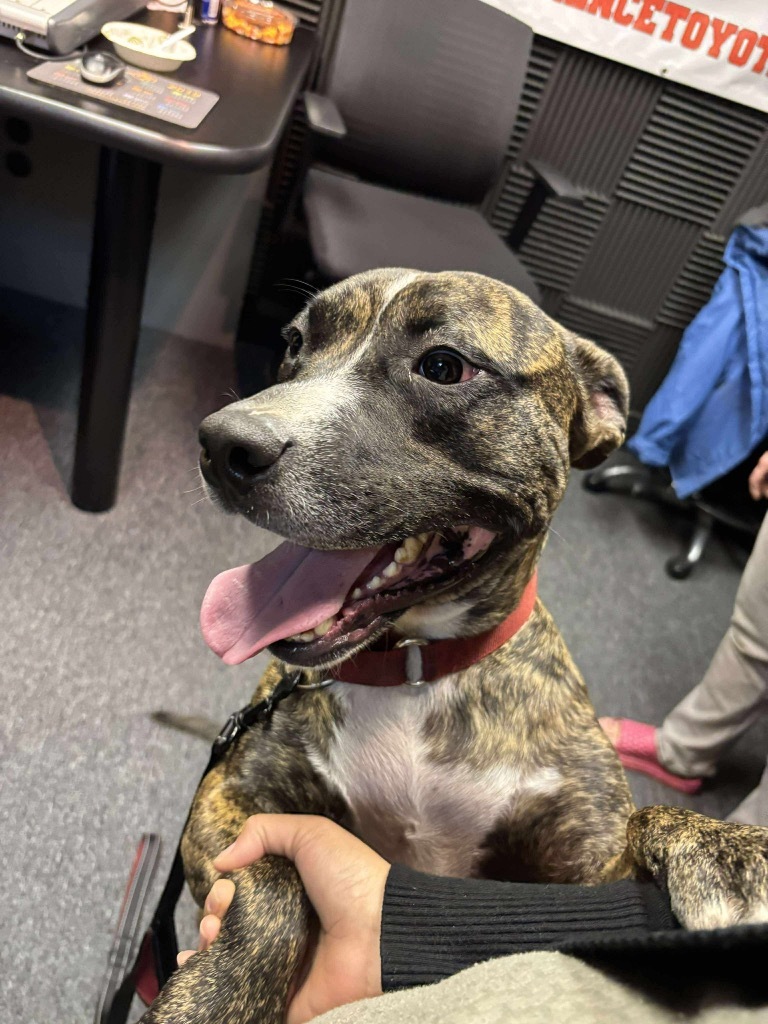 Wells, an adoptable Terrier, Labrador Retriever in Hartsville, SC, 29550 | Photo Image 6