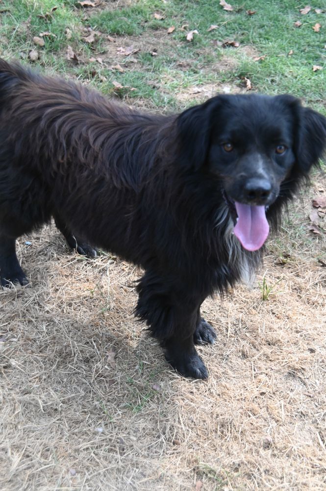 Petfinder flat 2025 coated retriever