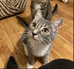 Anise, Adult Female Domestic Short Hair