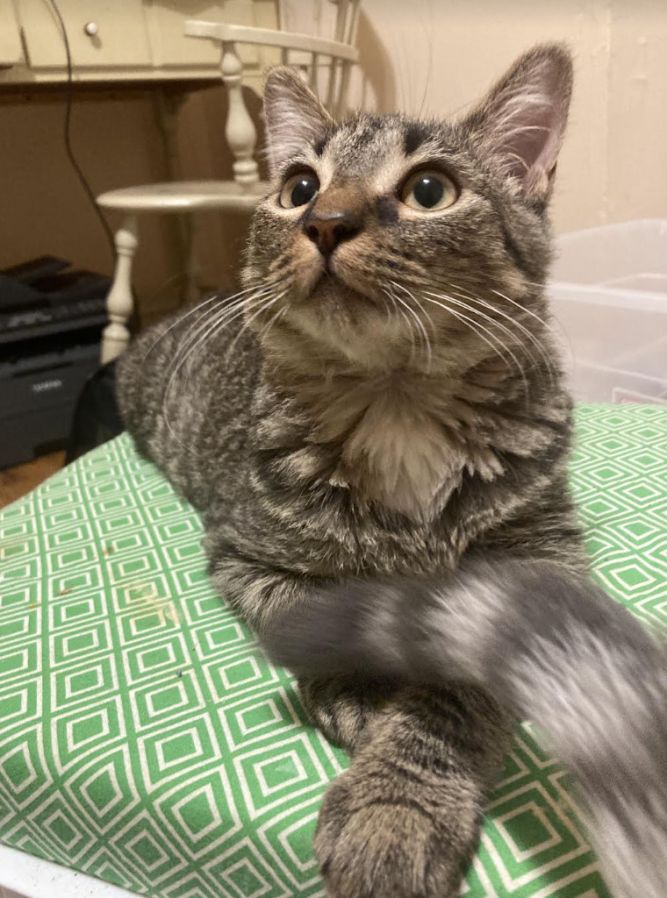 Cat for adoption Clove, a Domestic Short Hair in Philadelphia, PA