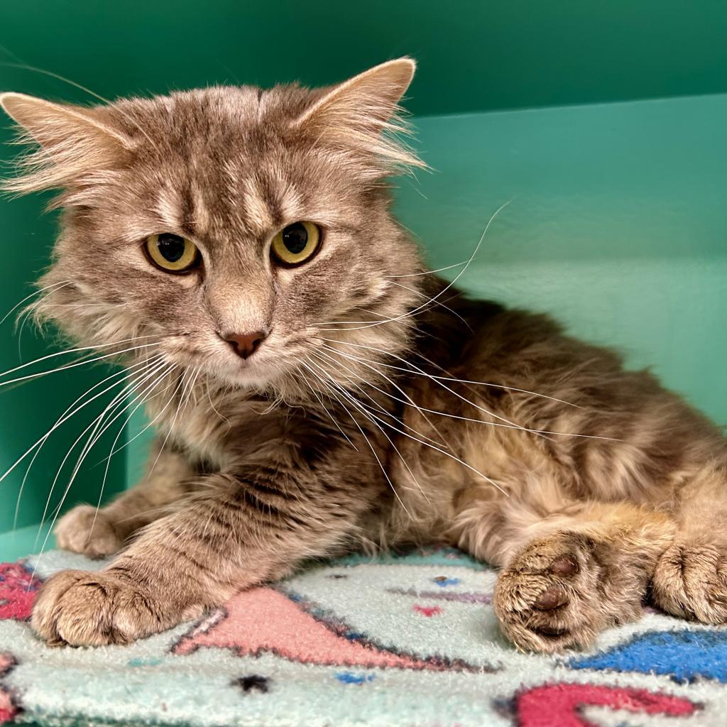 Sunchip, an adoptable Domestic Medium Hair in Kanab, UT, 84741 | Photo Image 1