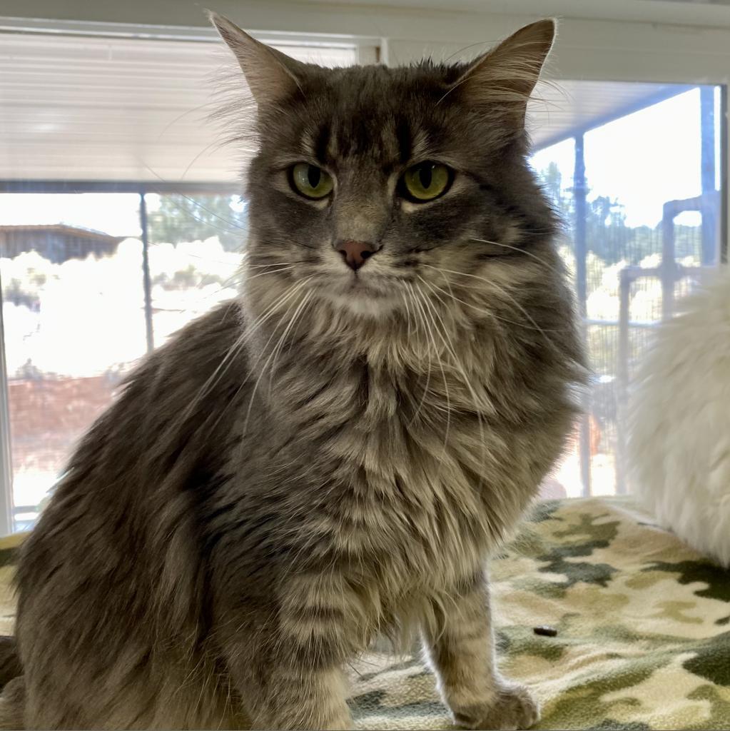 Sunchip, an adoptable Domestic Medium Hair in Kanab, UT, 84741 | Photo Image 2