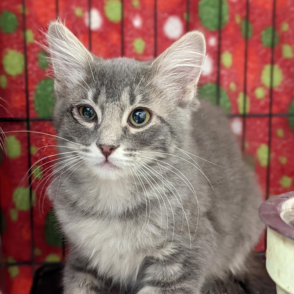 Sunchip, an adoptable Domestic Medium Hair in Kanab, UT, 84741 | Photo Image 3