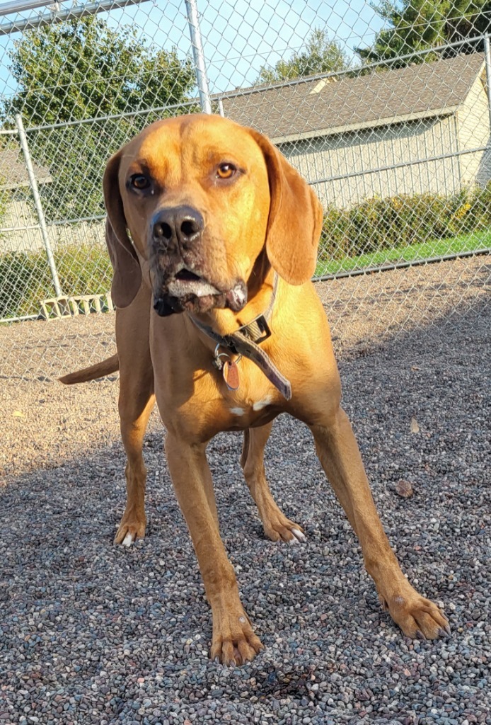 Buck, an adoptable Vizsla, Boxer in Medford, WI, 54451 | Photo Image 2