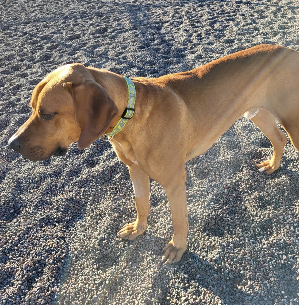 Buck, an adoptable Vizsla, Boxer in Medford, WI, 54451 | Photo Image 3
