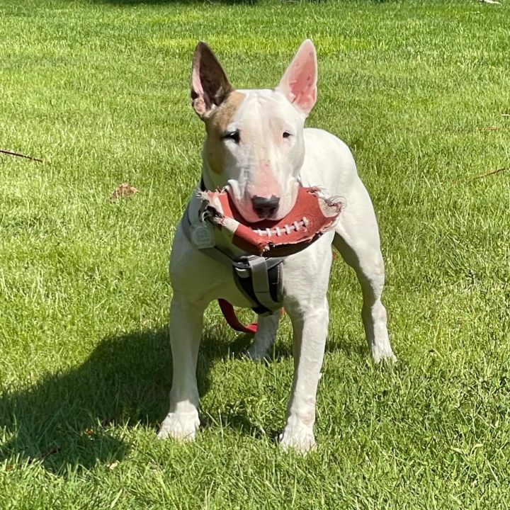 Bull terrier sale petfinder