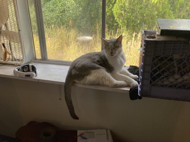 SHREK, an adoptable Domestic Short Hair in Santa Barbara, CA, 93111 | Photo Image 1