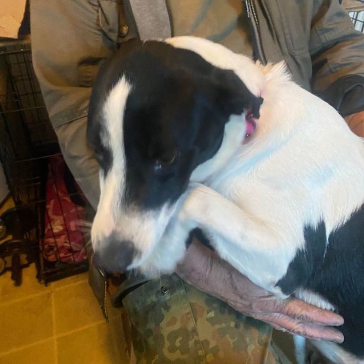 Dog for adoption Kelsey, a Labrador Retriever & Hound Mix in