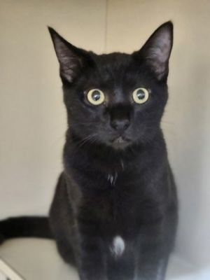 Cats for Adoption Near Washington, WA