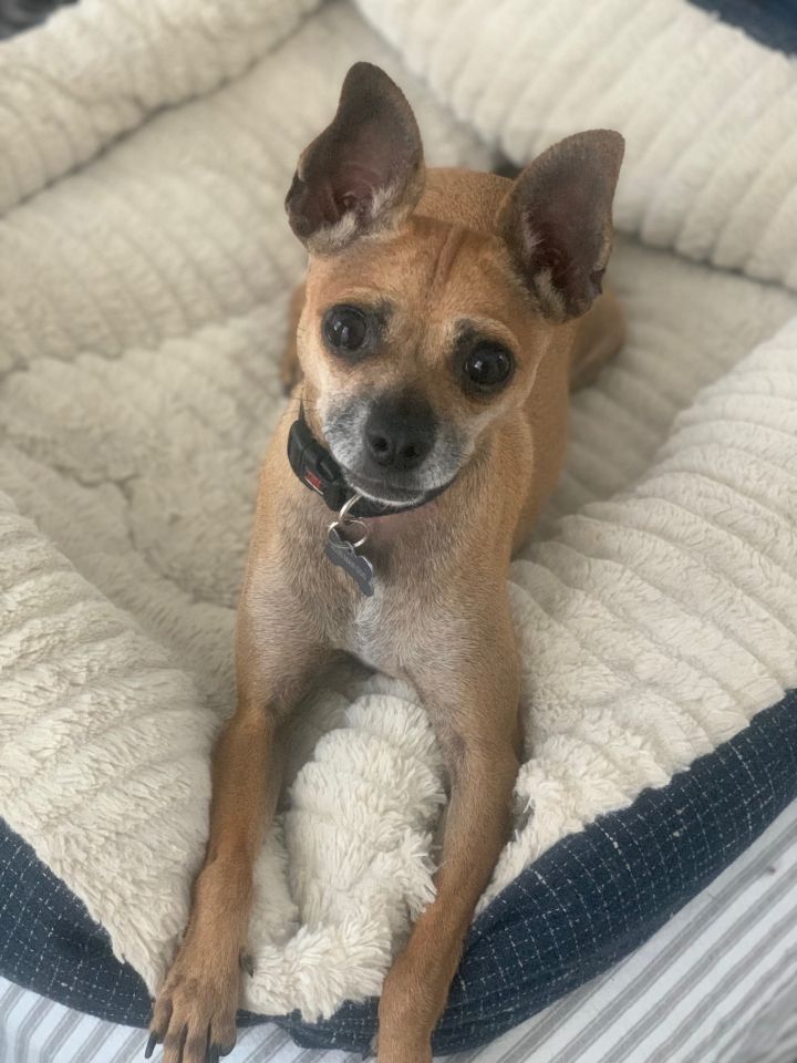 7 sales pound chihuahua