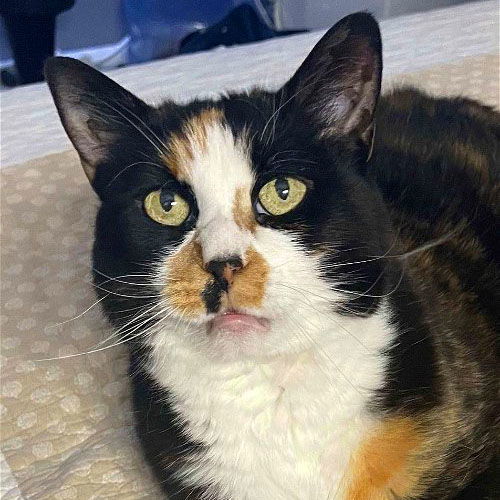 Tater, an adoptable Domestic Short Hair in Laramie, WY, 82073 | Photo Image 1