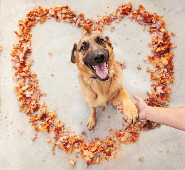 Ollie, an adoptable German Shepherd Dog in Kennewick, WA, 99336 | Photo Image 1