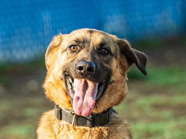 Ollie, an adoptable German Shepherd Dog in Kennewick, WA, 99336 | Photo Image 2