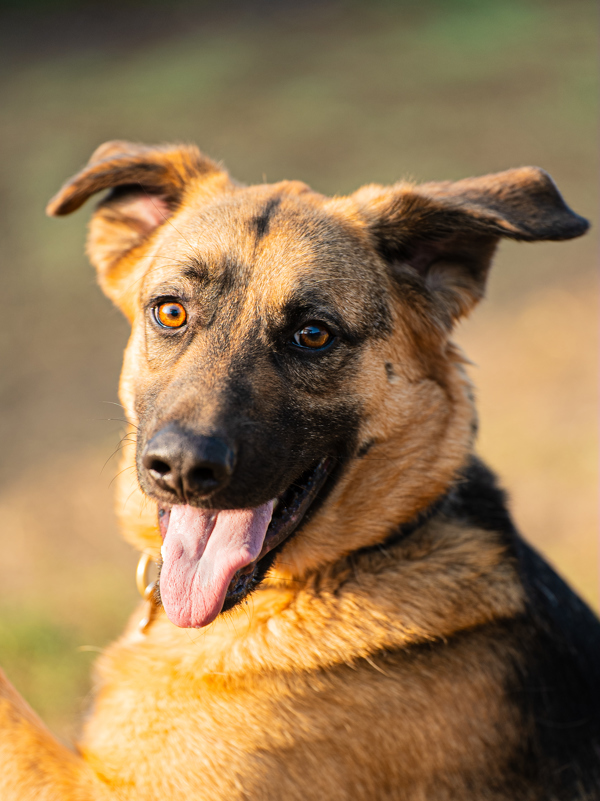 Ollie, an adoptable German Shepherd Dog in Kennewick, WA, 99336 | Photo Image 3