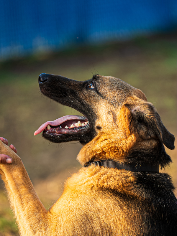 Ollie, an adoptable German Shepherd Dog in Kennewick, WA, 99336 | Photo Image 4