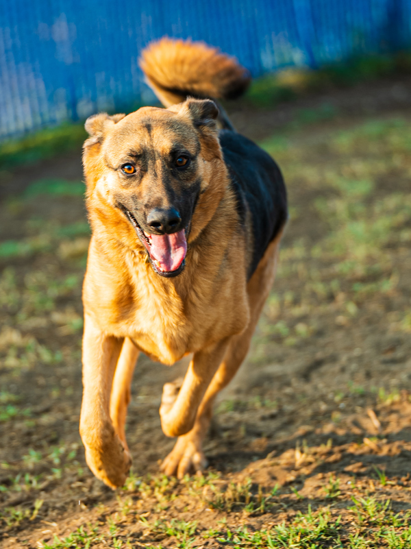 Ollie, an adoptable German Shepherd Dog in Kennewick, WA, 99336 | Photo Image 5