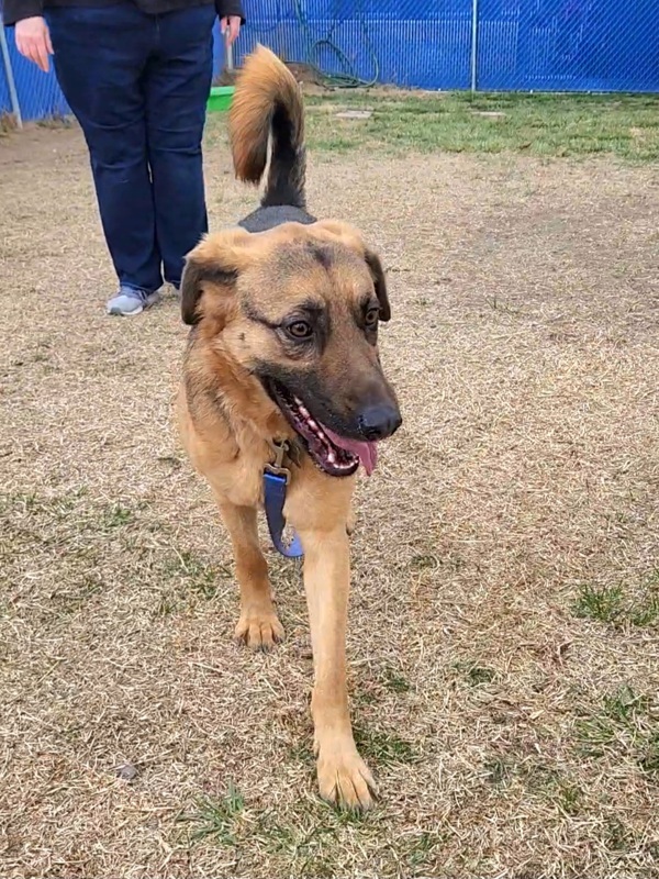 Ollie, an adoptable German Shepherd Dog in Kennewick, WA, 99336 | Photo Image 6