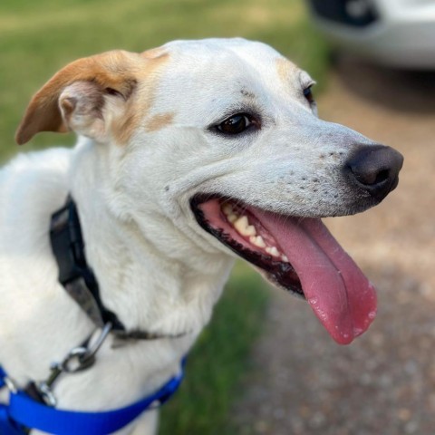 Dog for adoption - Cooper, a Yellow Labrador Retriever in Huntsville ...