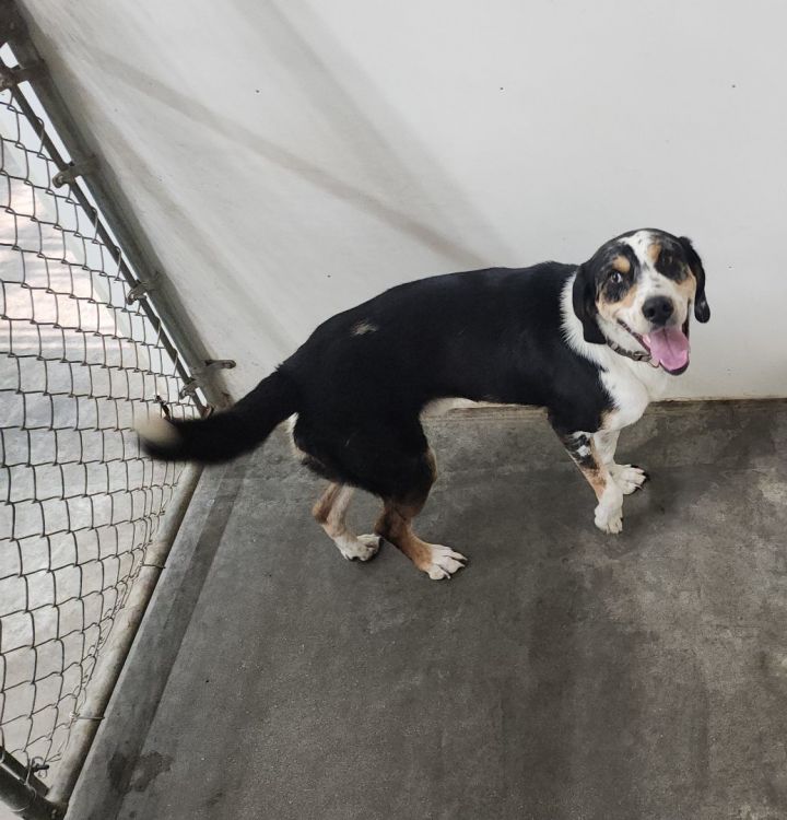 Dog for adoption Trevor, a Catahoula Leopard Dog & Labrador Retriever