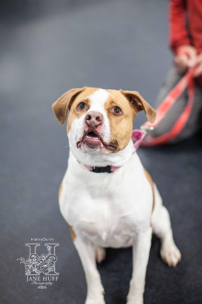 Harley-Quinn, an adoptable Mixed Breed in Crandon, WI, 54520 | Photo Image 1