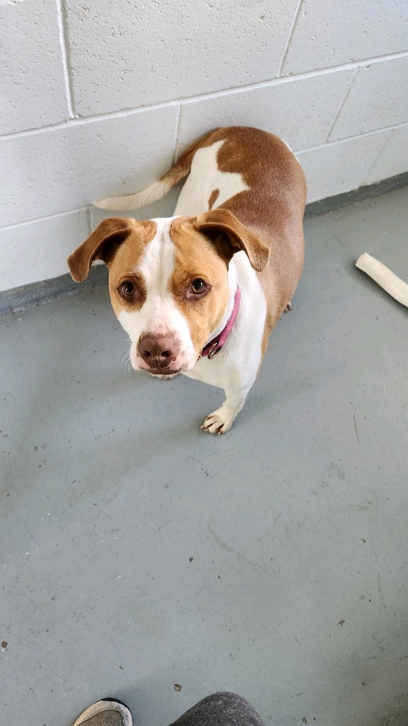 Harley-Quinn, an adoptable Mixed Breed in Crandon, WI, 54520 | Photo Image 2