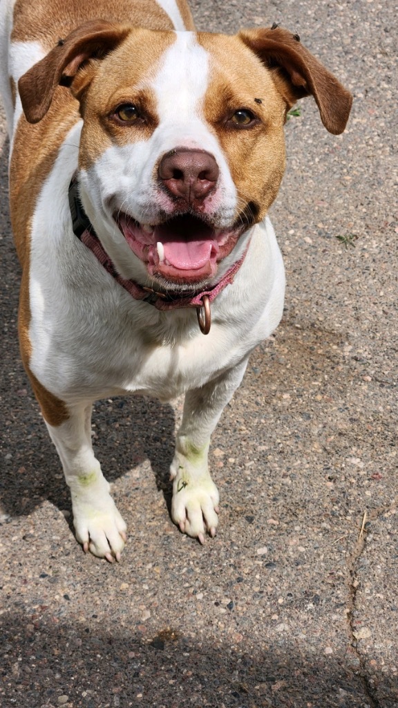 Harley-Quinn, an adoptable Mixed Breed in Crandon, WI, 54520 | Photo Image 4