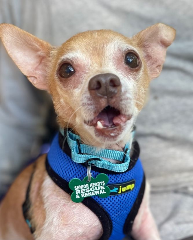 Senior hot sale chihuahua rescue