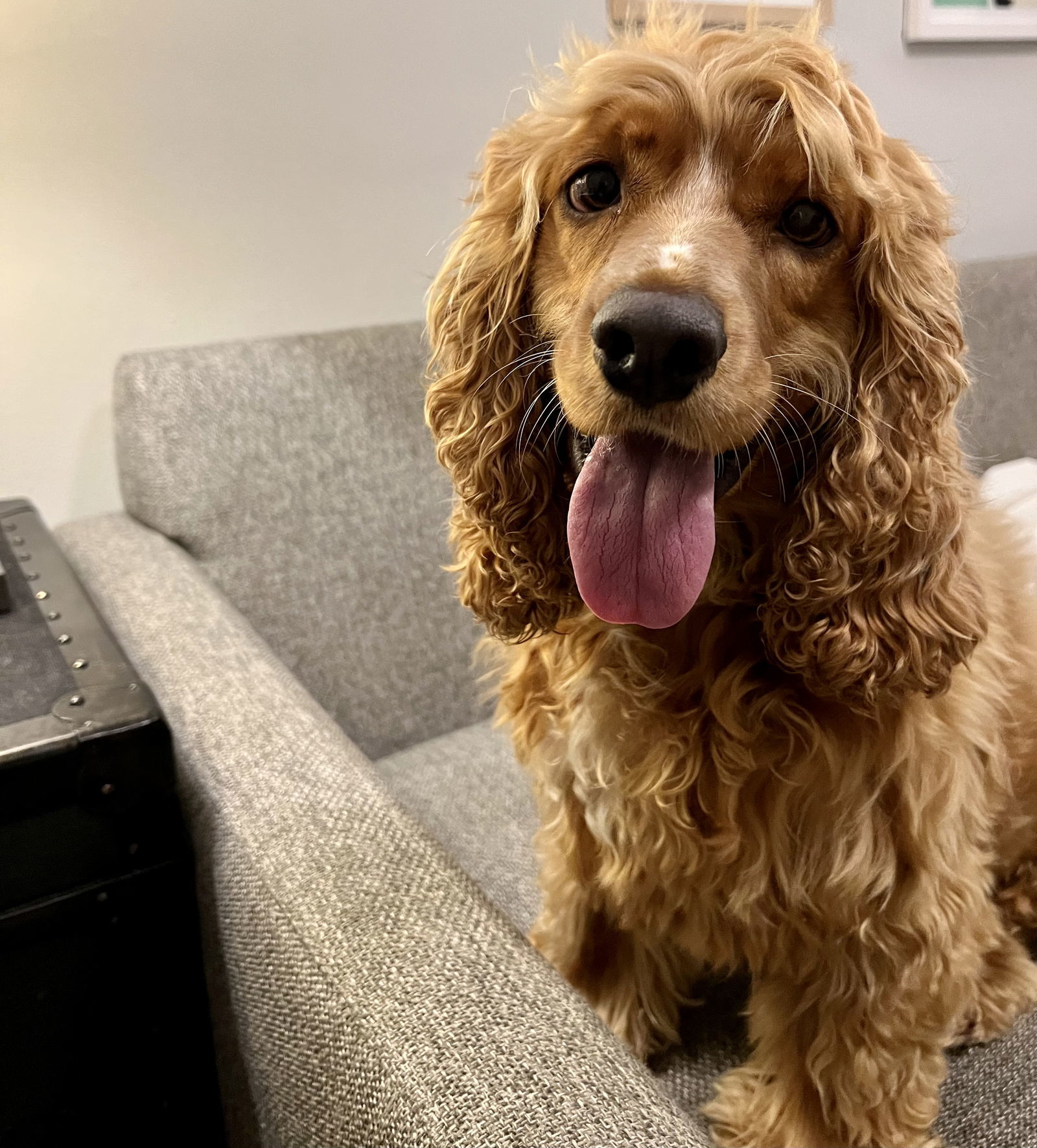 Curly haired outlet spaniel